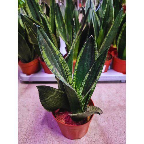 Sansevieria trifa. whitney 12/27cm