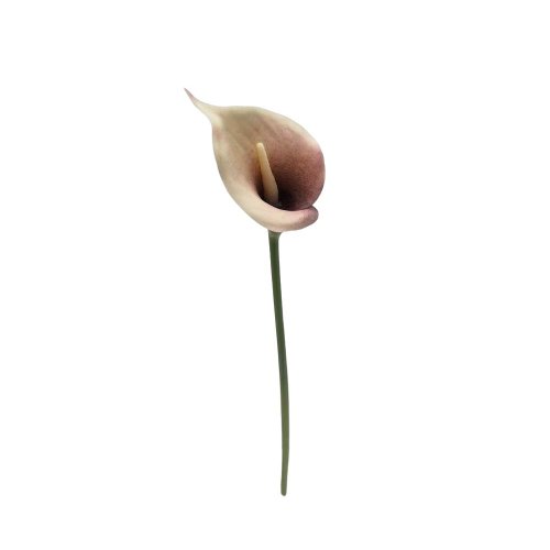 Calla bie-fia 34cm