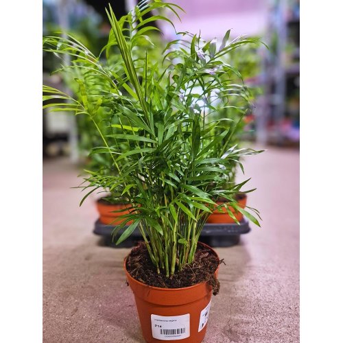 Chamaedorea elegans 14-15/55cm