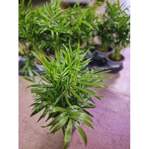 Chamaedorea elegans 9/30-40cm