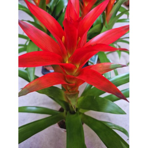 Guzmania mix 12/45cm