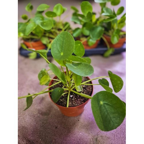 Pilea peperomoides 13/20cm