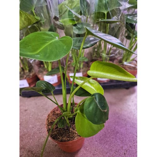 Monstera deliciosa 12/30cm