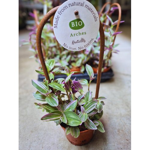 Tradescantia ťahavá +opora 12/35cm