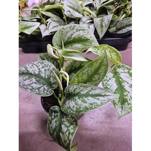Scindapsus trebie 12/30cm - Vianočné dekorácie