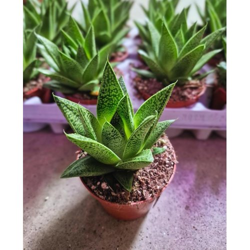 Gasterria  8,5/10cm