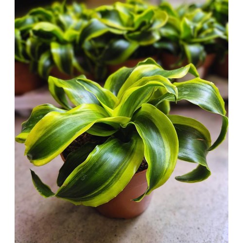 Dracaena tornado 12/19cm - Umelé kvety