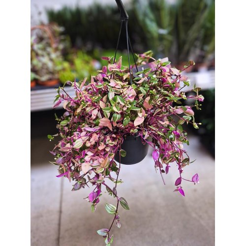 Tradescantia záves 17/35cm - Veľkonočné ozdoby
