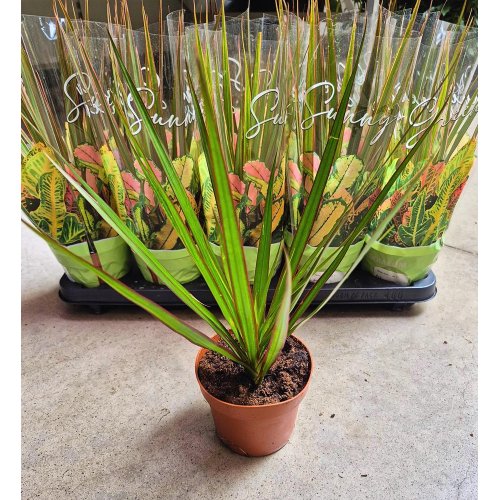 Plant mix 12/30cm - Jesenné dekorácie