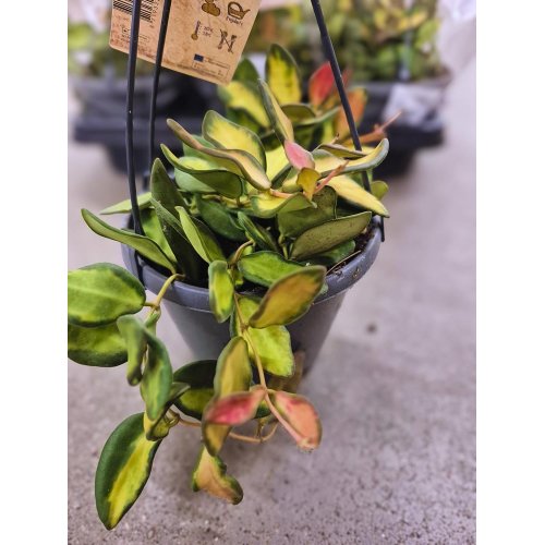 Hoya záves 14/10cm