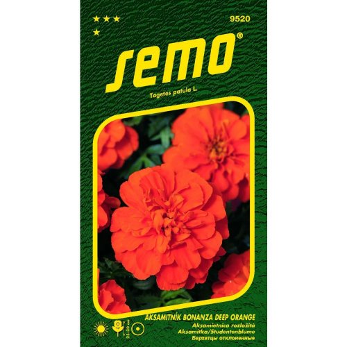 Aksamietnica rozl bonanza deep orange 30s - Umelé kvety
