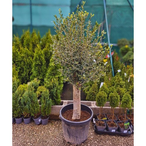 Olea europea 45 - Veľkonočné ozdoby
