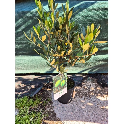 Olea europea 15/55cm - Veľkonočné ozdoby