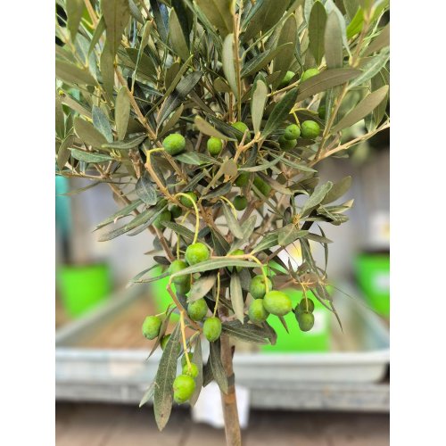 Olea europea 17/50cm