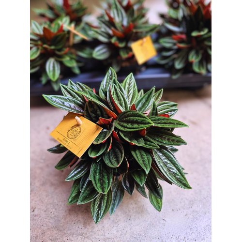 Peperomia 15/25cm - Veľkonočné ozdoby