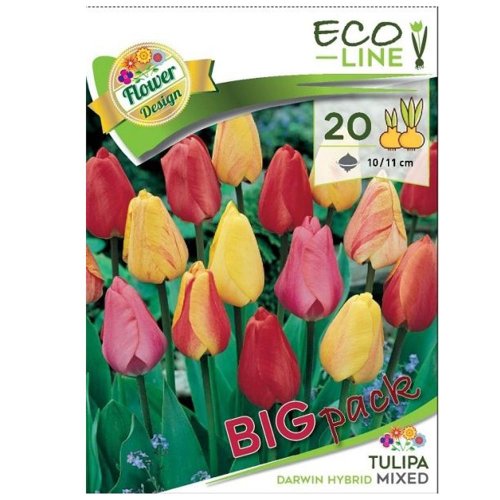 Large:tulipa darwin mix 20ks