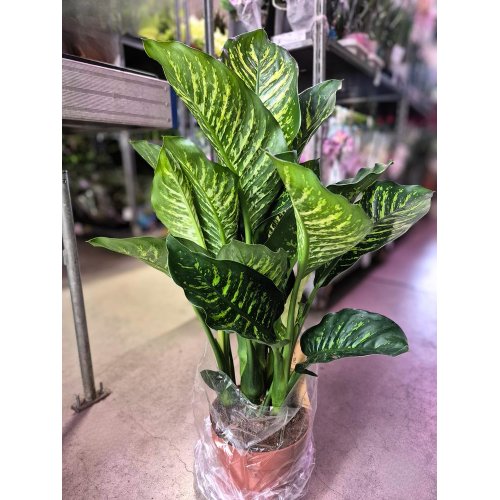 Dieffenbachia 21/75cm