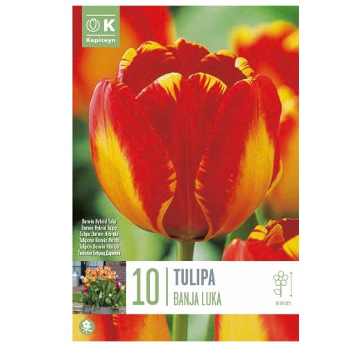 Tulipán banja luka 10 ks