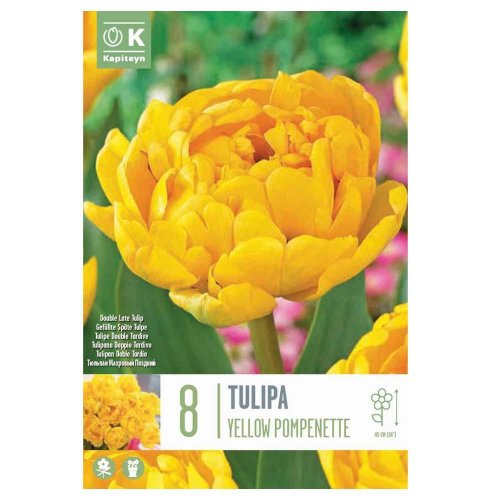 Tulipán yellow pompen. 8 ks