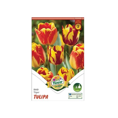 Tulipán duo tiger 6ks