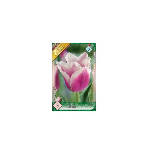 Tulipán siesta 8ks