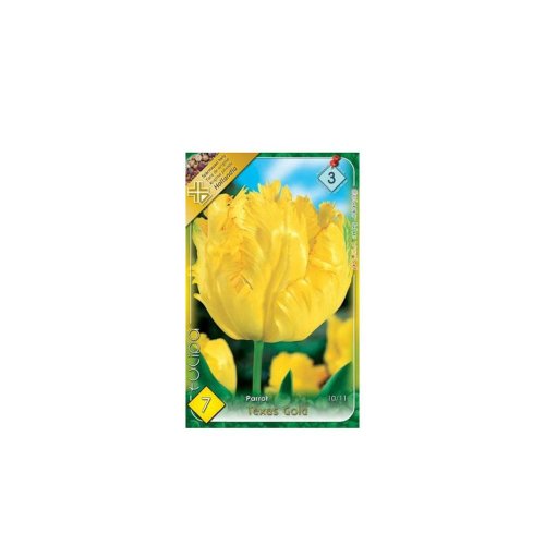 Tulipán texas gold 7ks