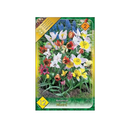 Tulipán botan.mix 12ks - Umelé kvety