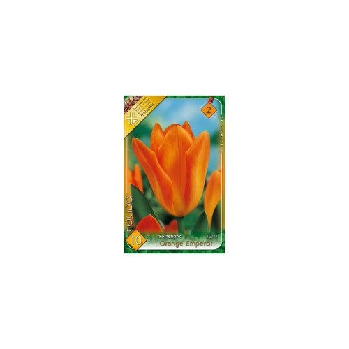 Tulipán orange emperor 10ks - Veľkonočné ozdoby