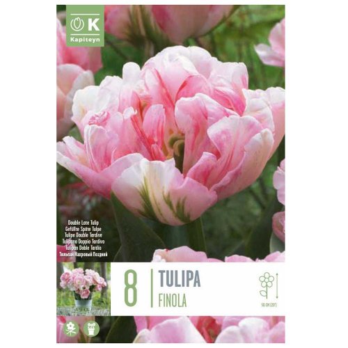 Tulipán finola 8ks