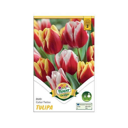 Tulipán duo color twins 6ks