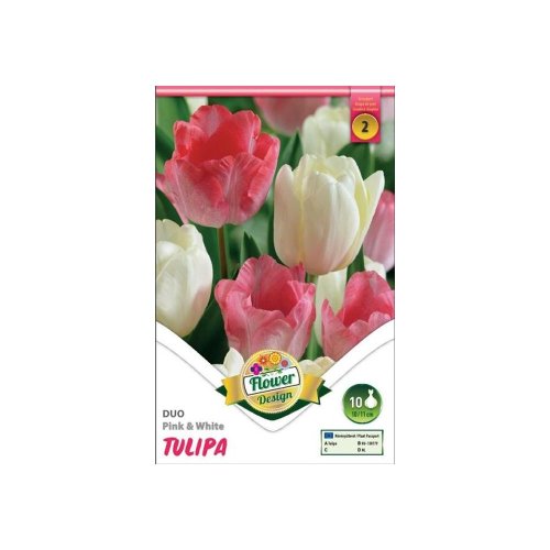 Tulipán duo pink&white 6ks - Umelé kvety