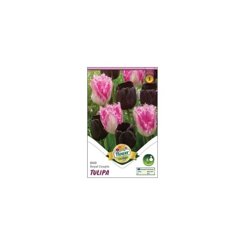 Tulipán triumph purple 6ks