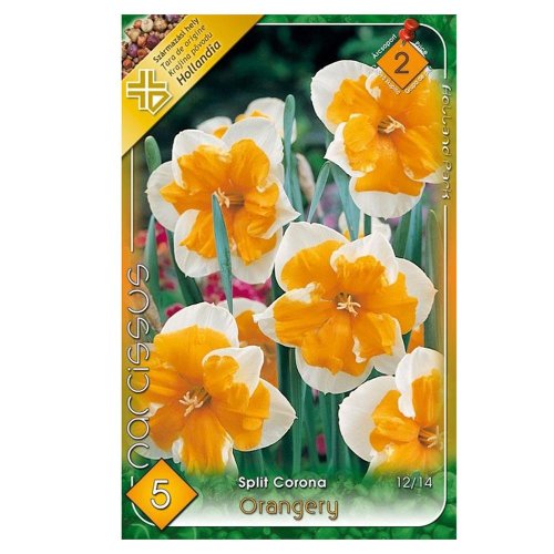 Narcis orangery 5ks - Veľkonočné ozdoby
