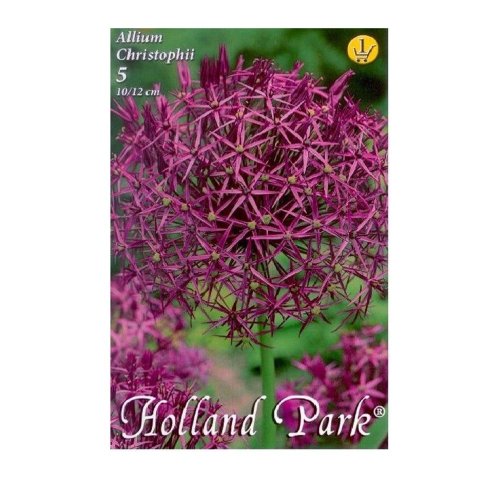 Allium christophii 5ks