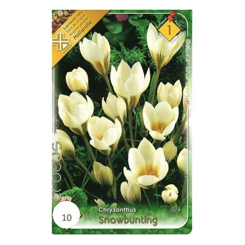 Crocus snowbunting 10ks - Vianočné dekorácie
