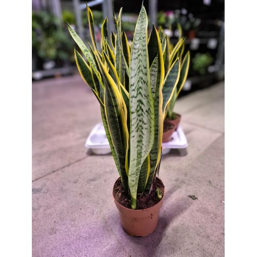 Sansevieria tri. laurentti 17/70cm - Vianočné dekorácie a ozdoby