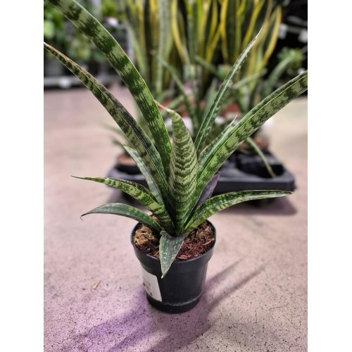 Sansevieria trifasciata 10,5/35cm - Vianočné dekorácie a ozdoby