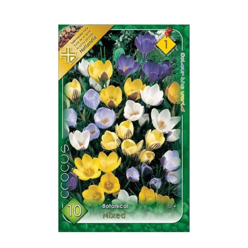 Crocus botanical mix10ks - Vianočné dekorácie