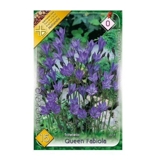 Triteleia queen fabiola 15ks - Umelé kvety