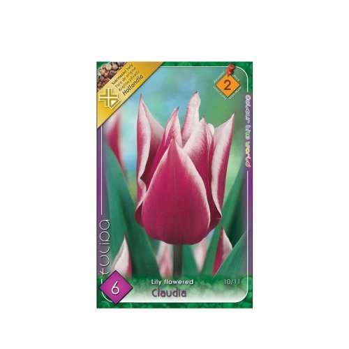 Tulipán claudia 6ks