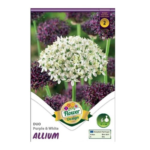 Allium duo purple&white 6ks - Umelé kvety