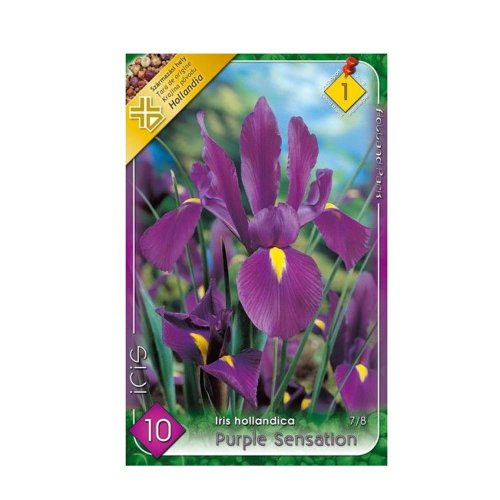 Iris purple sensation 10ks