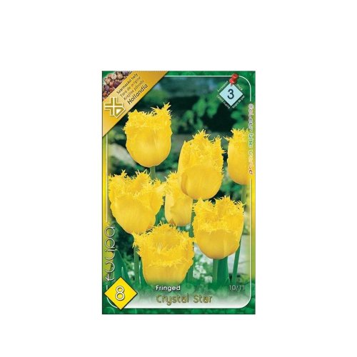 Tulipán crystal star 8ks