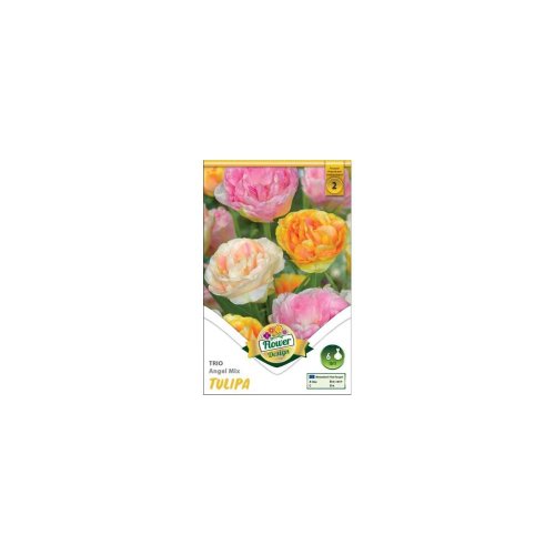 Tulipán trio agel mix 6ks