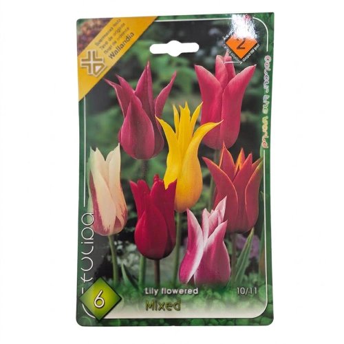 Tulipán lilyflowered mix 6ks
