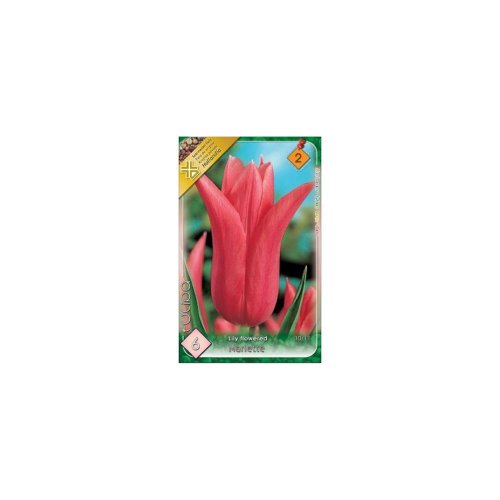Tulipán mariette 6ks