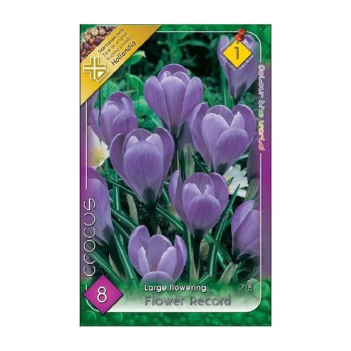 Crocus flower record 8ks - Vianočné dekorácie