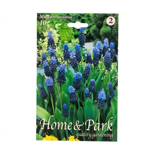 Muscari latifolium 10ks
