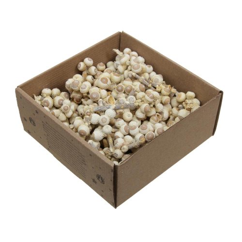 Acorn bunch bielené 440g - Umelé kvety