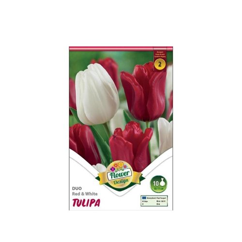 Tulipán duo red&white 6ks